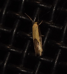 Opogona stenocraspeda