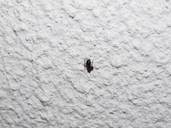 Euryopis episinoides
