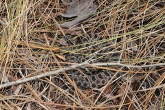 Sistrurus miliarius barbouri