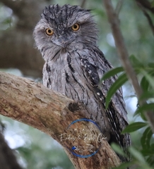 Podargus strigoides