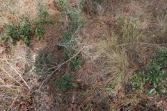 Sistrurus miliarius barbouri