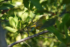 Setophaga petechia eoa