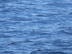 Synthliboramphus scrippsi