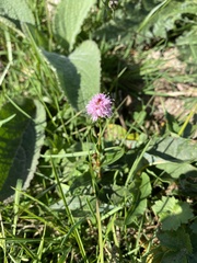 Bistorta officinalis