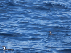 Synthliboramphus scrippsi