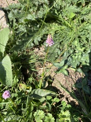 Bistorta officinalis