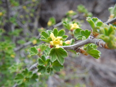 Ribes velutinum