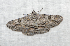 Cleora injectaria