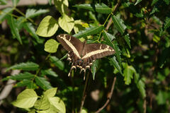 Heraclides andraemon tailori