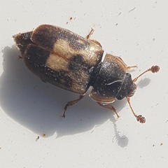Nitidula flavomaculata