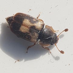 Nitidula flavomaculata