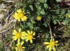 Senecio fremontii