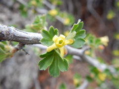 Ribes velutinum