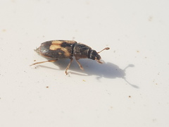 Nitidula flavomaculata