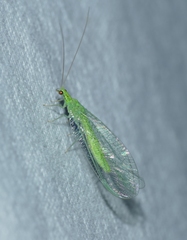 Pseudomallada prasinus