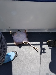 Rostroraja eglanteria