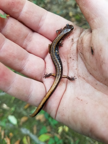 Plethodon vehiculum