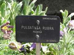 Pulsatilla rubra
