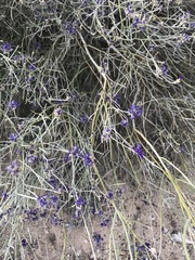 Psorothamnus scoparius