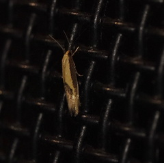 Opogona stenocraspeda