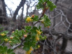 Ribes velutinum