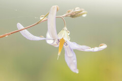 Conanthera bifolia