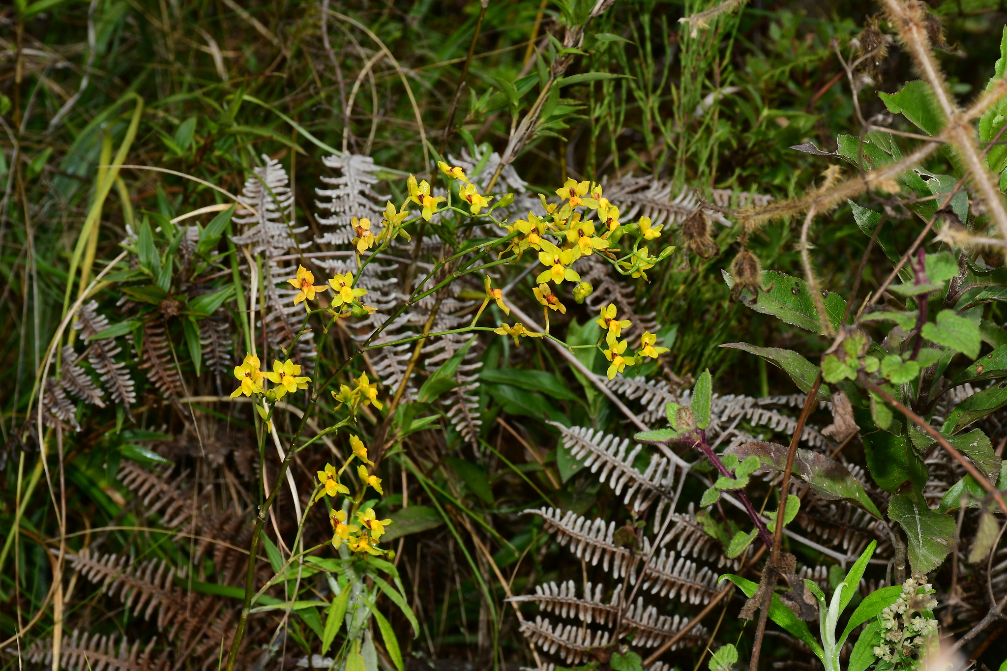 Cyrtochilum image