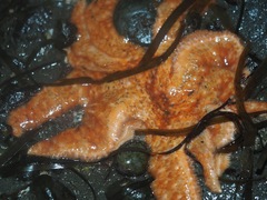 Pycnopodia helianthoides