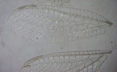 Pseudomallada prasinus