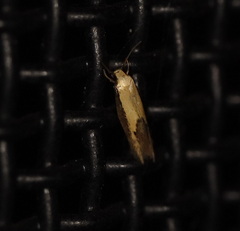 Opogona stenocraspeda