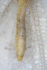 Pseudomallada prasinus