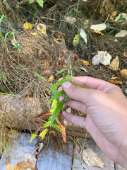 Canadanthus modestus