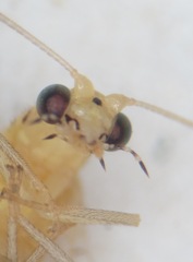 Pseudomallada prasinus