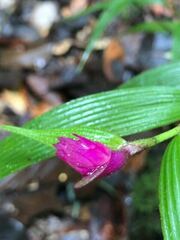 Elleanthus caravata, photograph (c) martin ingemansson, some rights reserved (CC BY)