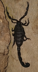 Centruroides limbatus