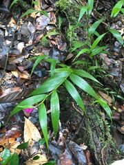 Elleanthus caravata, photograph (c) martin ingemansson, some rights reserved (CC BY)