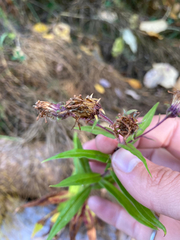 Canadanthus modestus