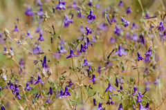 Conanthera campanulata