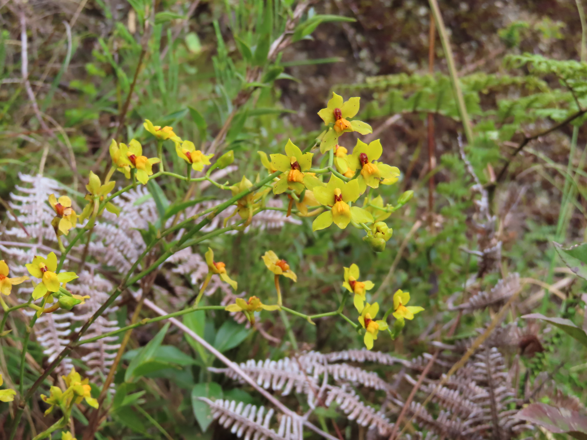 Cyrtochilum soennemarkii image