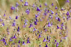 Conanthera campanulata