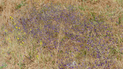Conanthera campanulata