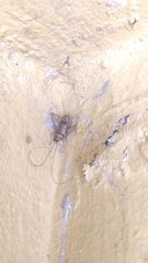 Gryllodes sigillatus