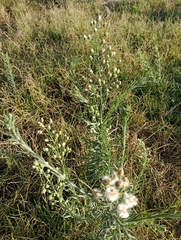 Erigeron bonariensis
