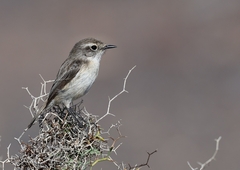Saxicola dacotiae