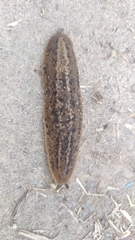 Phyllocaulis soleiformis