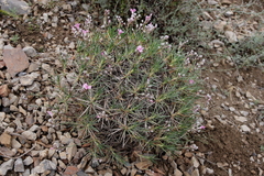 Acantholimon