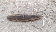 Phyllocaulis soleiformis