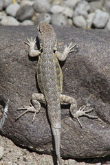 Liolaemus atacamensis