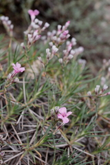 Acantholimon