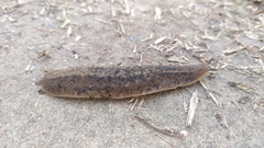 Phyllocaulis soleiformis